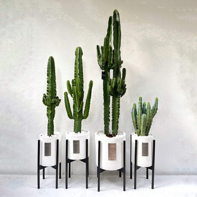 monstera im garten einpflanzen Trendige XXL Büropflanzen kaufen – Green Me Up main image 0