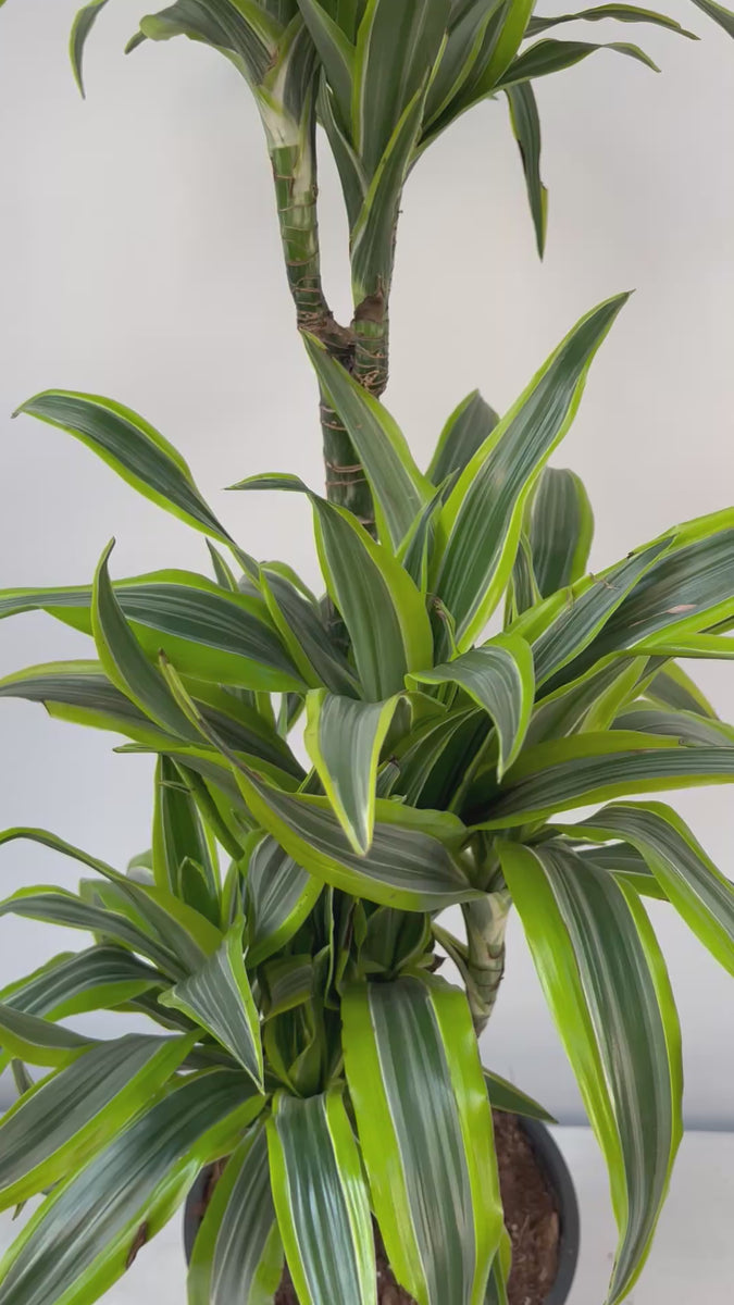 110-120 cm Dracaena Fragrans Lemon - 3 Dal XL – silis plant