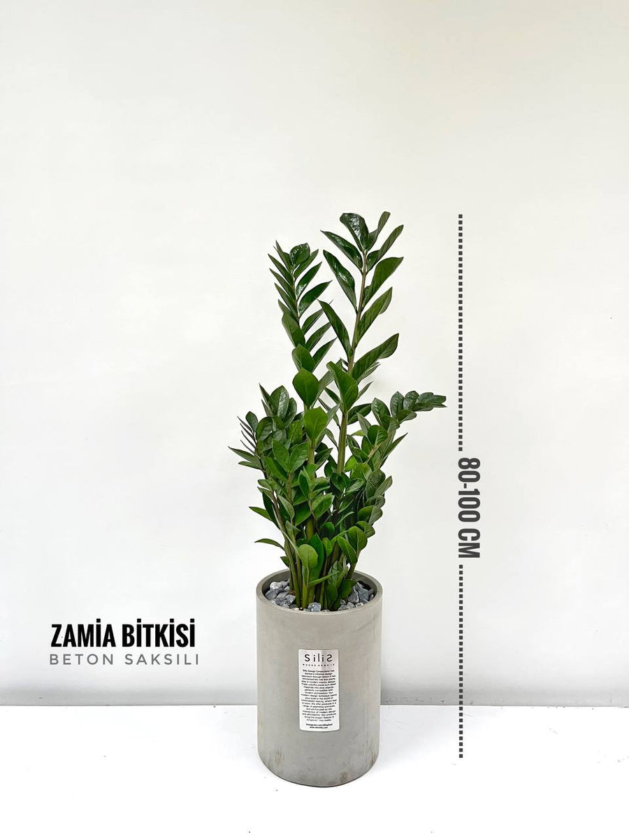 zamia bitkisi bakımı Zamia Bitkisi Orta Boy + large Beton Saksı 70-80 cm – silis plant