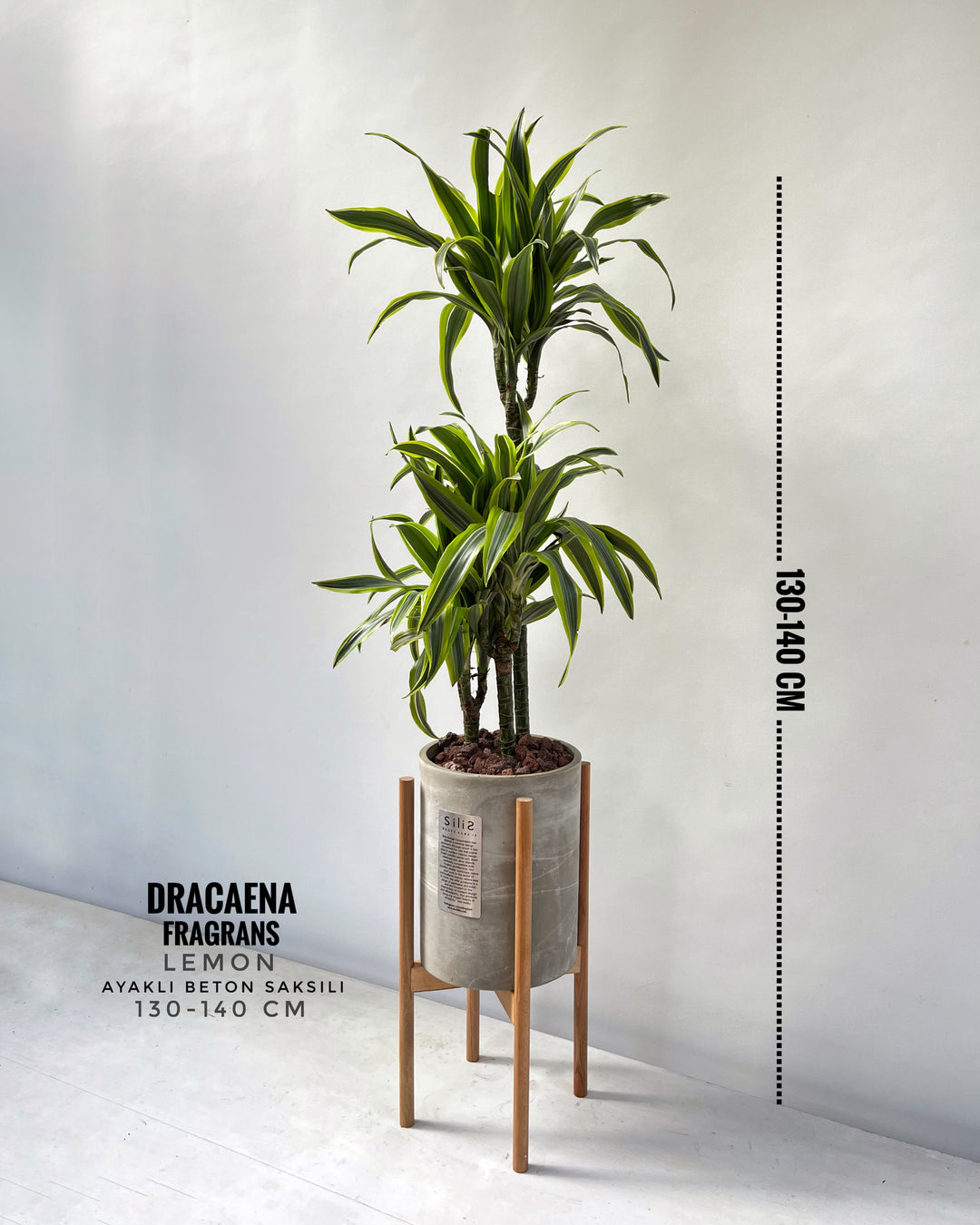 130-140 cm Dracaena Fragrans Lemon - 3 Dal XL - Ayaklı Beton Saksı Dah –  silis plant
