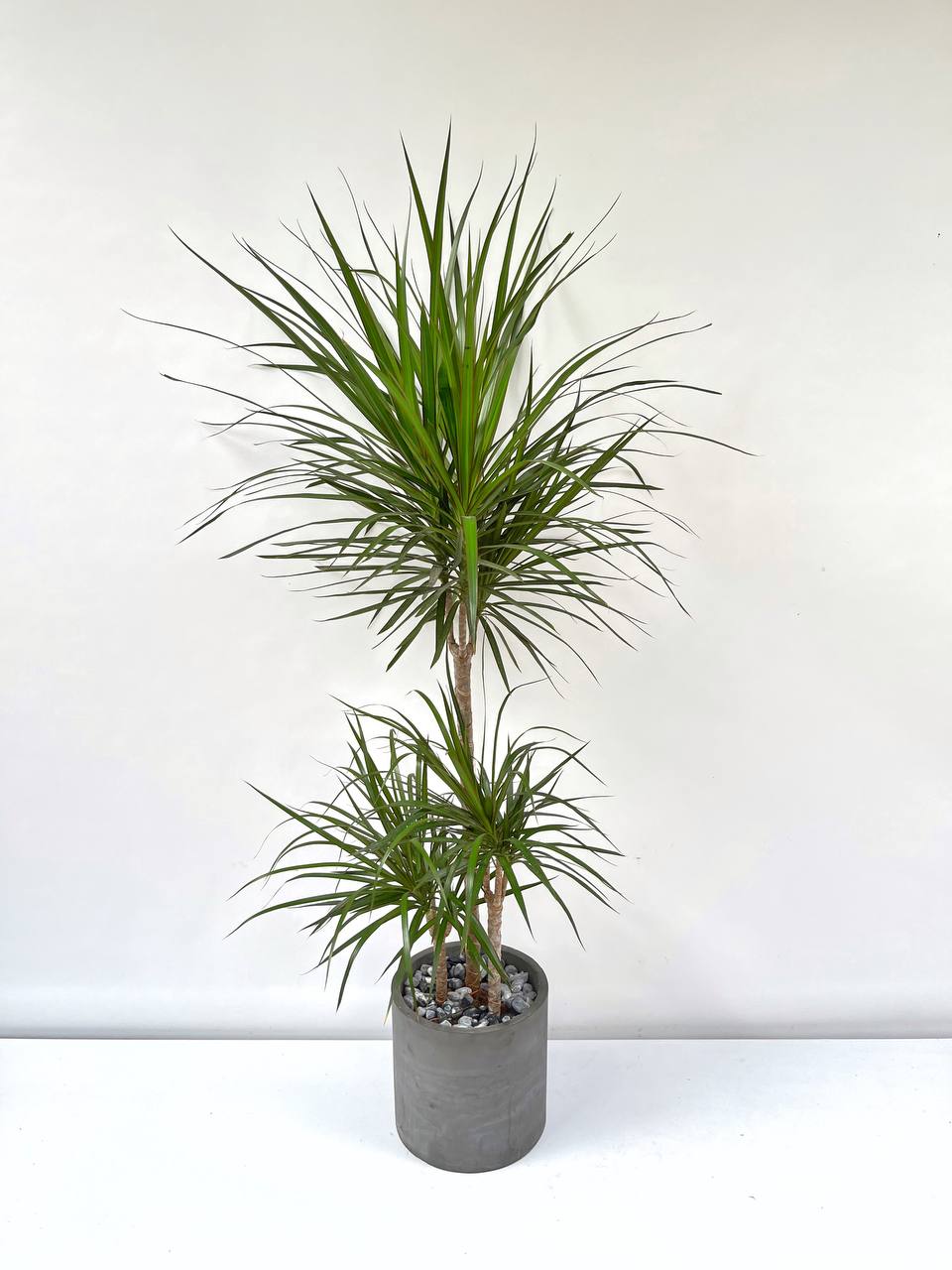 Dracaena marginata Dragon tree üçlü XL + Ayaklı Beton Saksı 140-150 cm –  silis plant