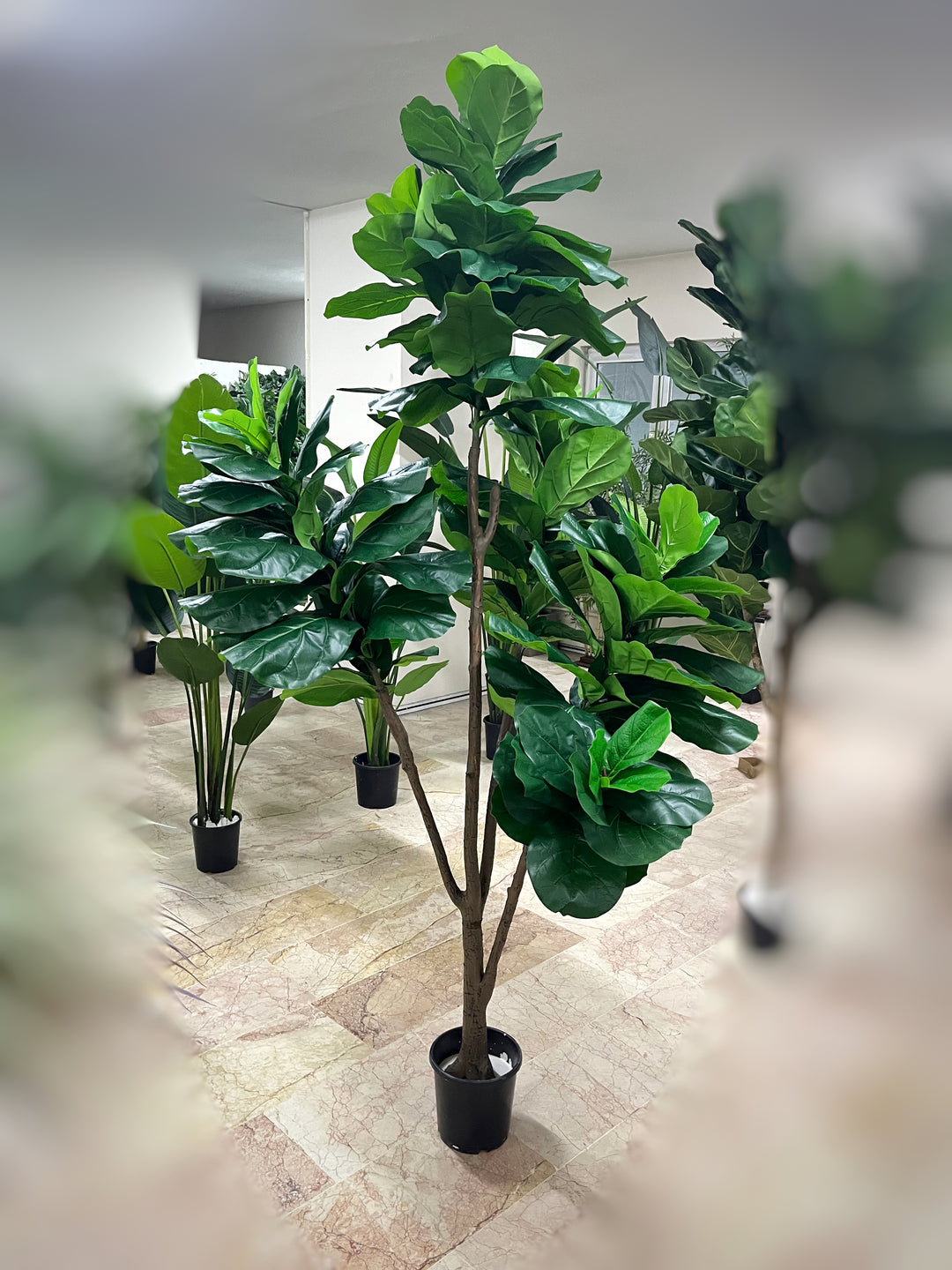 植木 Yapay Dev Ficus Lyrata ağacı 4dal XXXL 200-220 cm geniş formu