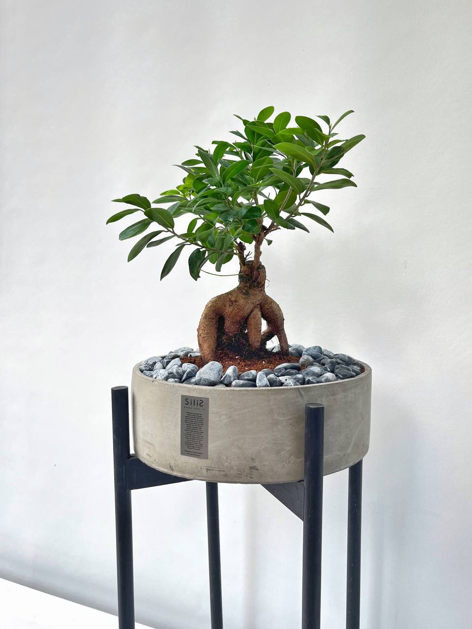 bonsai çiçeği 80-90 cm Canlı Ficus Bonsai Ginseng M boy - Uzun Ayaklı beton saksı da –  silis plant