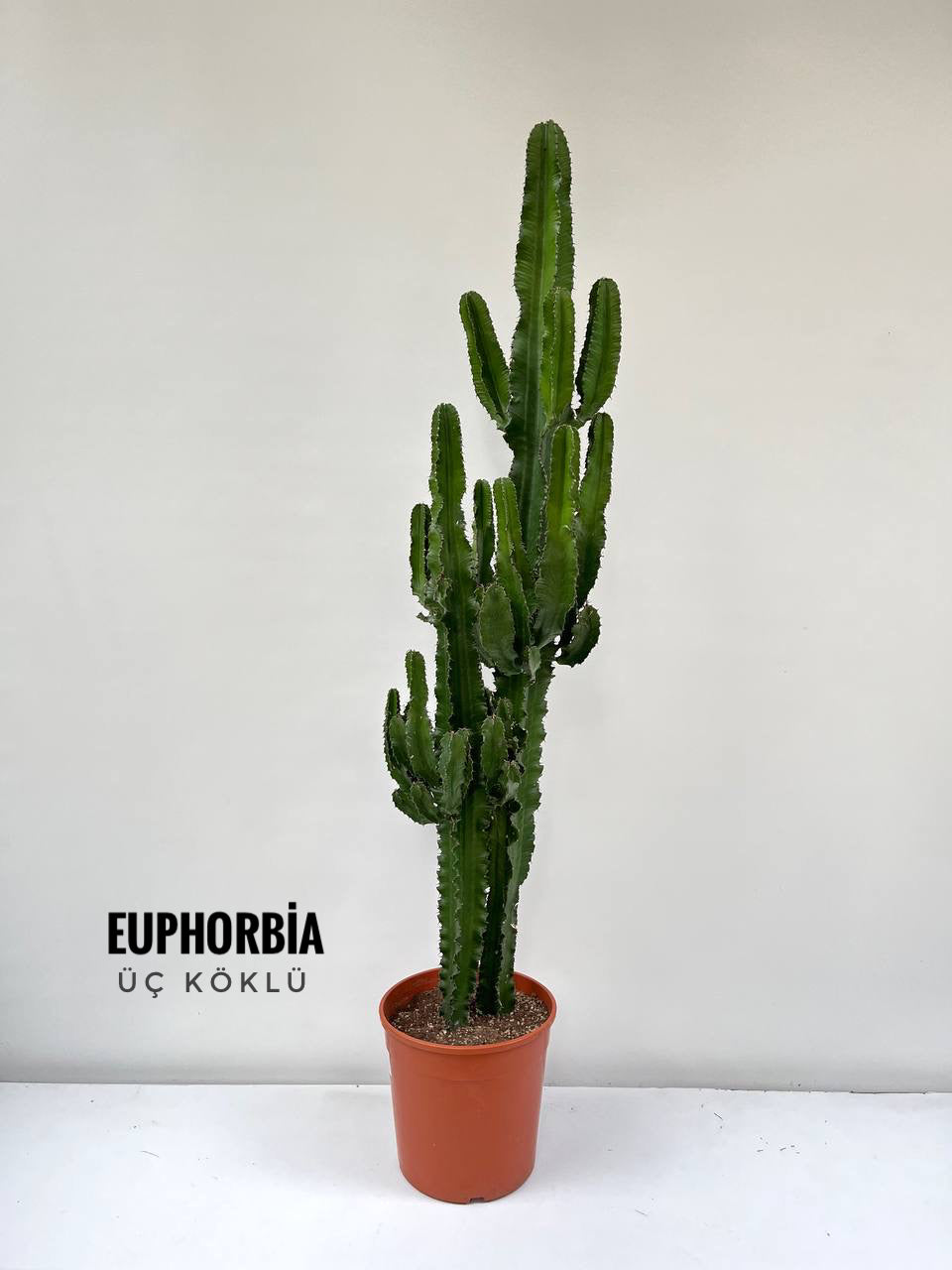 180-200 cm | Dev Euphorbia kaktüs çok köklü XXXL – silis plant
