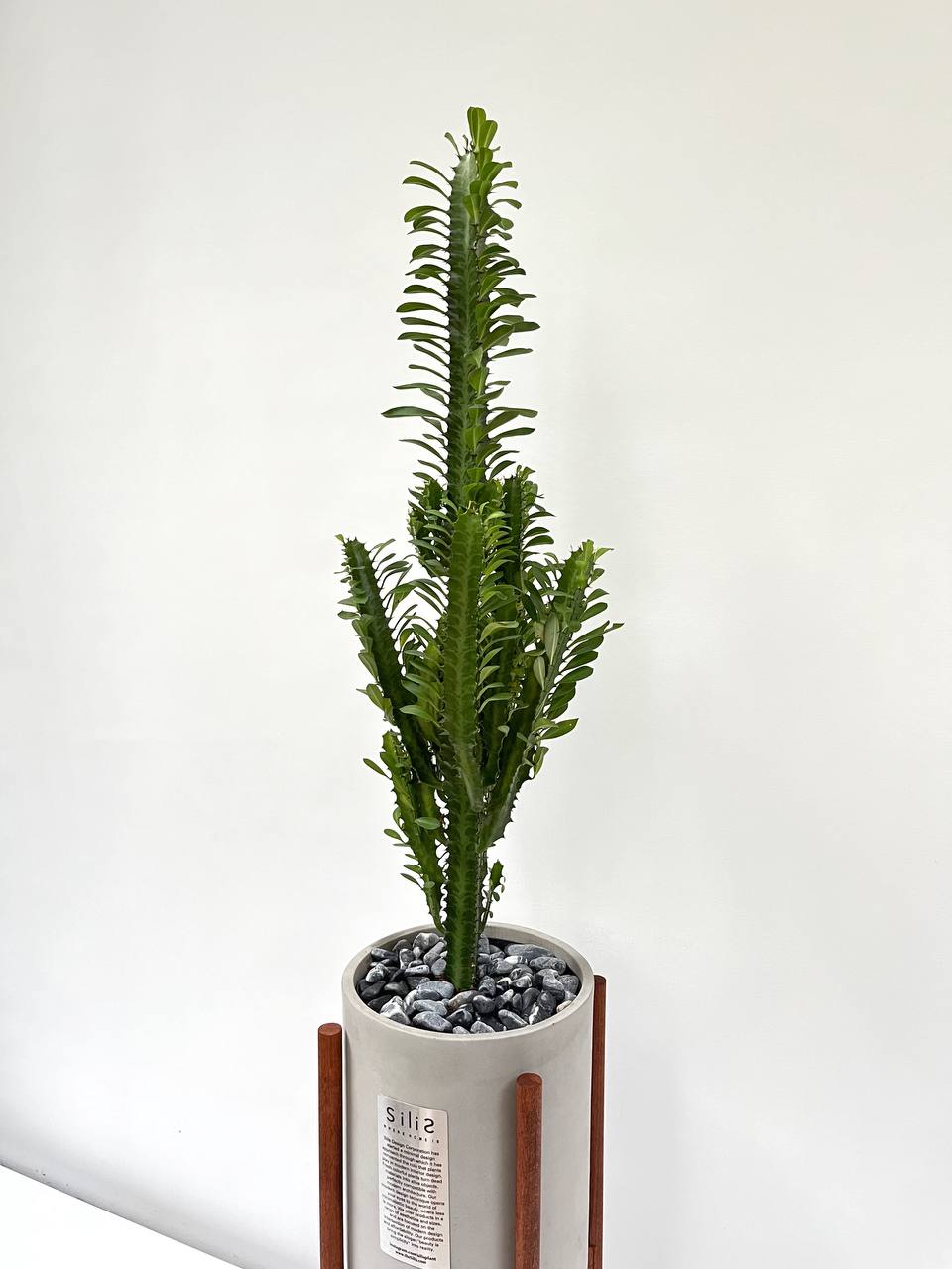Euphorbia yeşil trigona kaktüs + Ayaklı silindir beton saksı 110-120 c –  silis plant