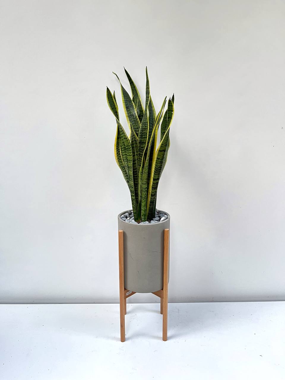 paşa kılıcı sansevieria 110-120 cm - Sansevieria Trifasciata (sarı Paşa Kılıcı) Orta boy - Aya – silis plant