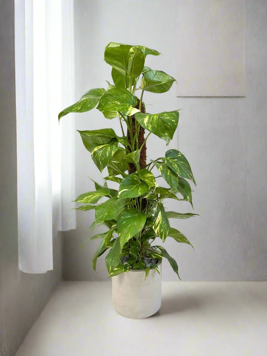 pothos sarmaşığı 80-100 cm Yosun Çubuklu Pothos salon sarmaşığı - Beton Saksı dahil – silis  plant