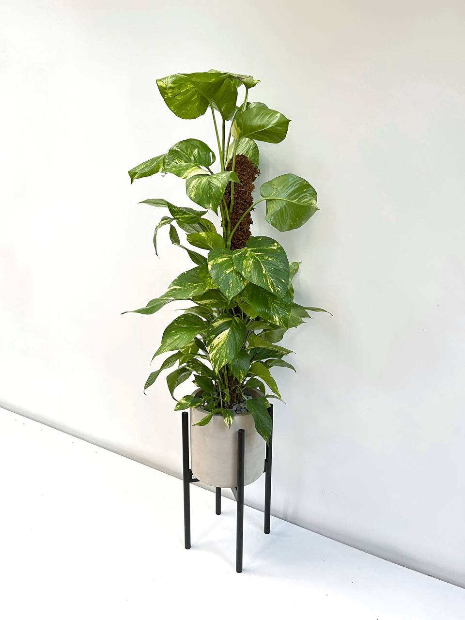 pothos sarmaşığı 110-130 cm Yosun Çubuklu Pothos salon sarmaşığı - Ayaklı Beton Saksı d –  silis plant
