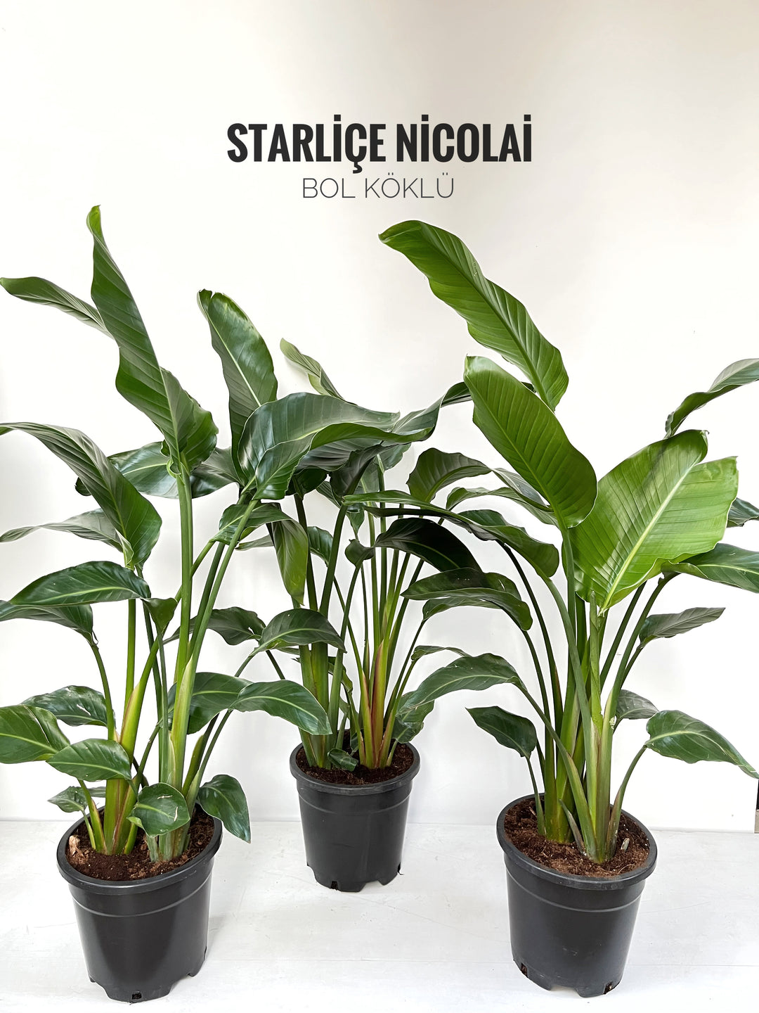 140-150 cm Starliçe Nicolai üç köklü XL – silis plant