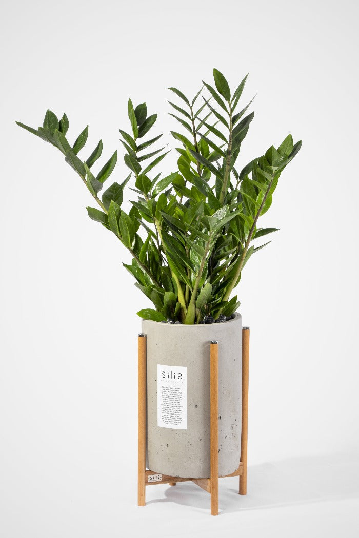Zamia Bitkisi Orta Boy dolgun + large Ahşap Ayaklı Beton Saksı 100-120 –  silis plant